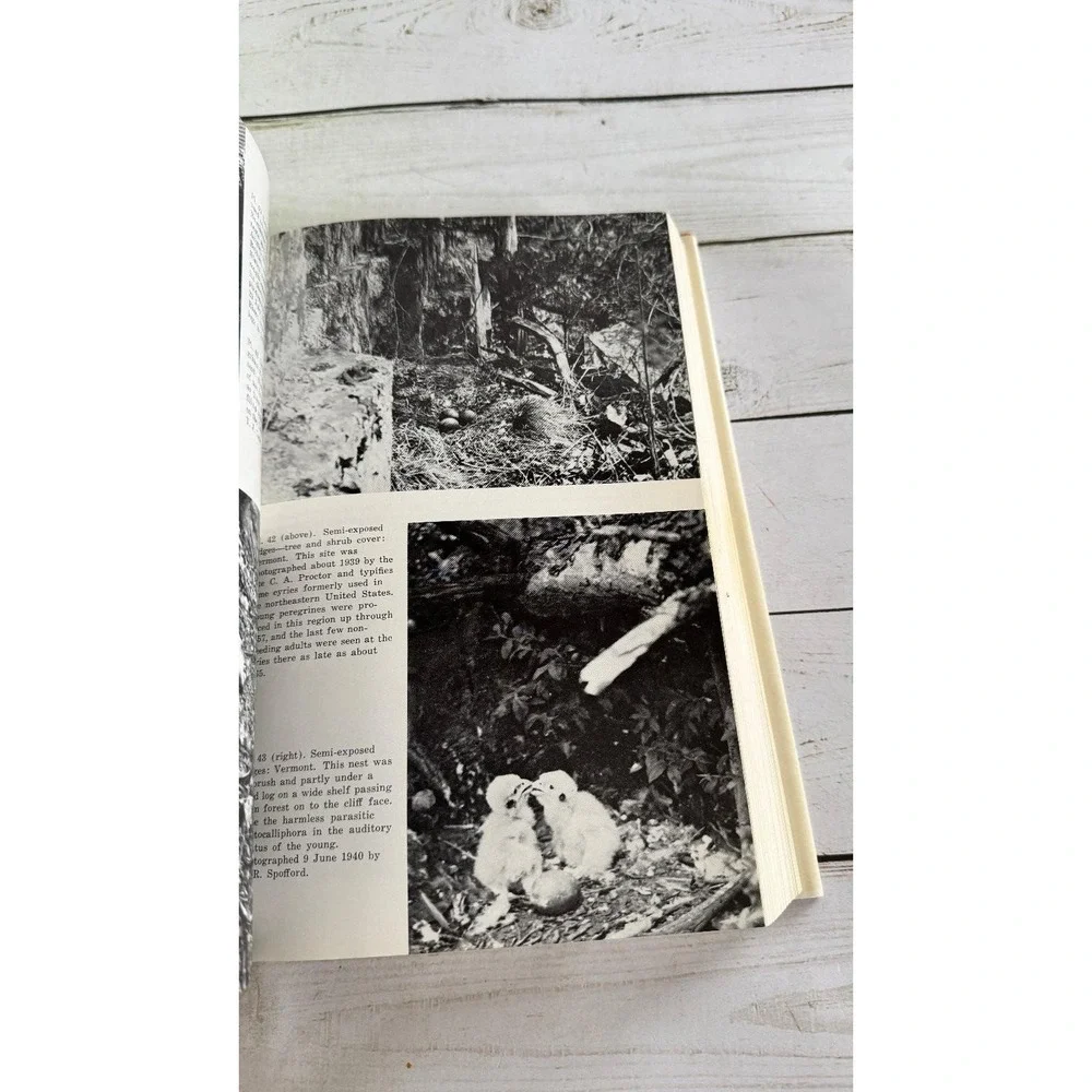 Peregrine Falcon Populations Hickey 1969 Biology Decline Wisconsin Press